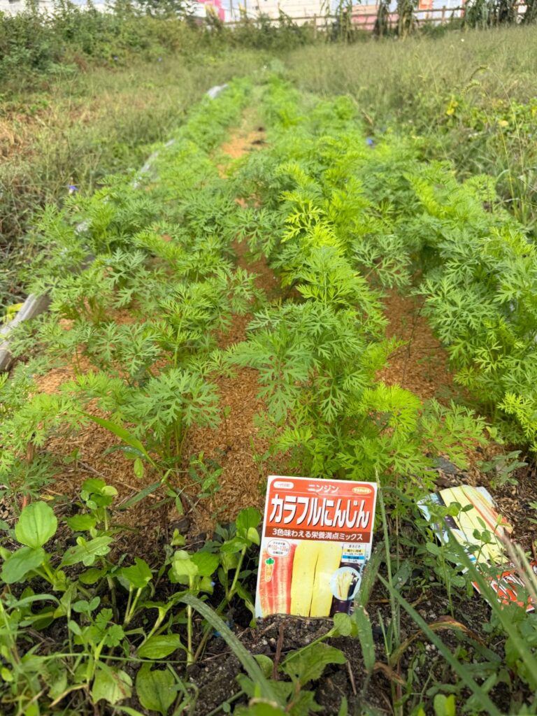 家庭菜園で育つカラフルにんじん