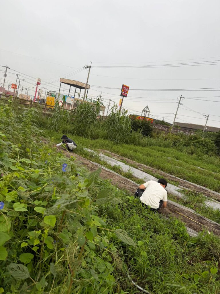 草が伸びた畑で草取りをする会員さん