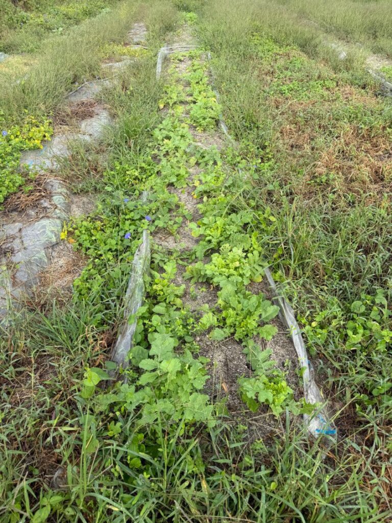 家庭菜園で育つ聖護院大根の畝